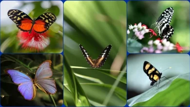 کشف دنیای شگفت‌انگیز پروانه‌ها