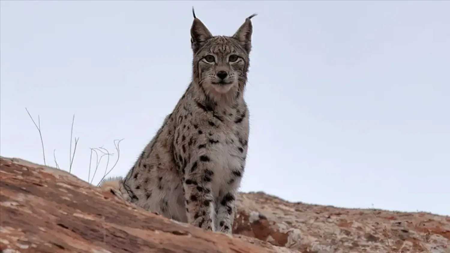 تولههای سیاهگوش در زیستگاه طبیعی