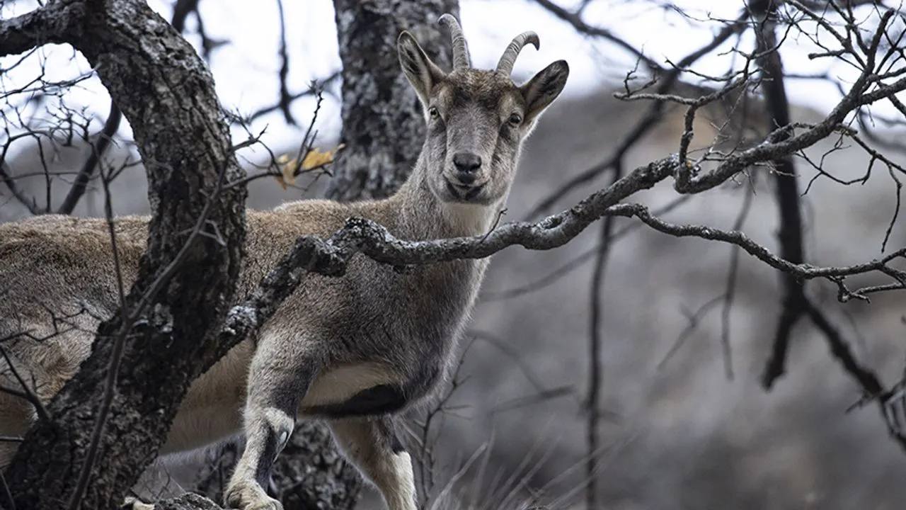 مشاهده بزهای کوهی در دره مونزور