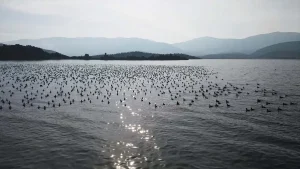 بازگشت دوباره زندگی به دریاچه بافا(عکس) 2 yagislarla nefes alan bafa golu