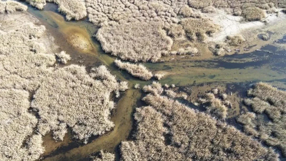 بازگشت دوباره زندگی به دریاچه بافا(عکس) 1 بازگشت دوباره زندگی به دریاچه بافا
