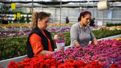 رونق بازار گل‌فروشان ترکیه در آستانه سال نو میلادی