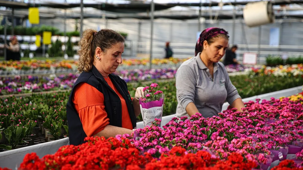 رونق بازار گل‌فروشان ترکیه در آستانه سال نو میلادی