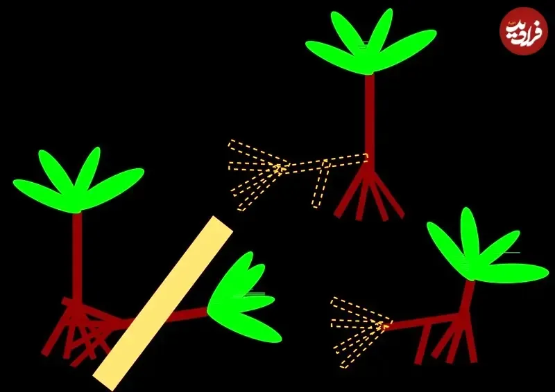 این درخت پا دارد! (+عکس) 3 این درخت پا دارد