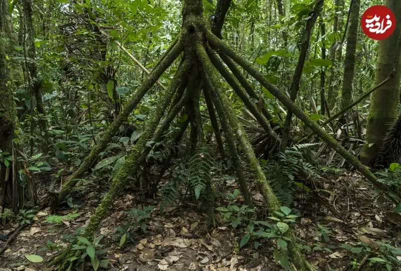 این درخت پا دارد! (+عکس) 2 این درخت پا دارد1