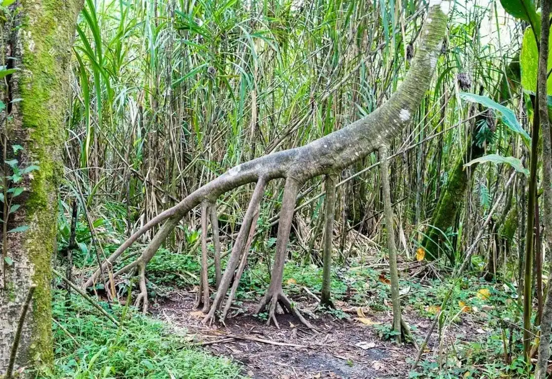 این درخت پا دارد! (+عکس) 1 این درخت پا دارد2