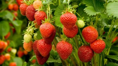 بهترین زمان کاشت توت فرنگی در پاییز (+نحوه کاشت) 3 بهترین زمان کاشت توت فرنگی در پاییز نحوه کاشت