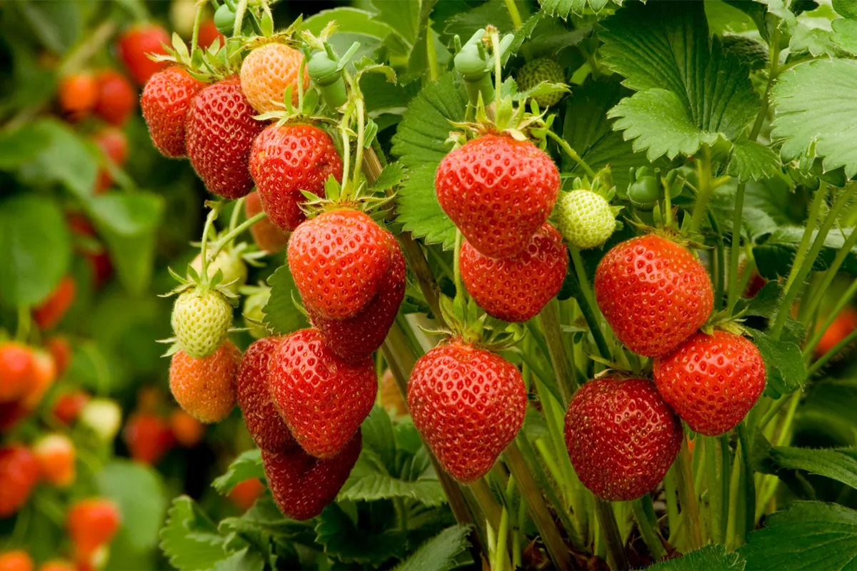 بهترین زمان کاشت توت فرنگی در پاییز (+نحوه کاشت) 1 بهترین زمان کاشت توت فرنگی در پاییز نحوه کاشت