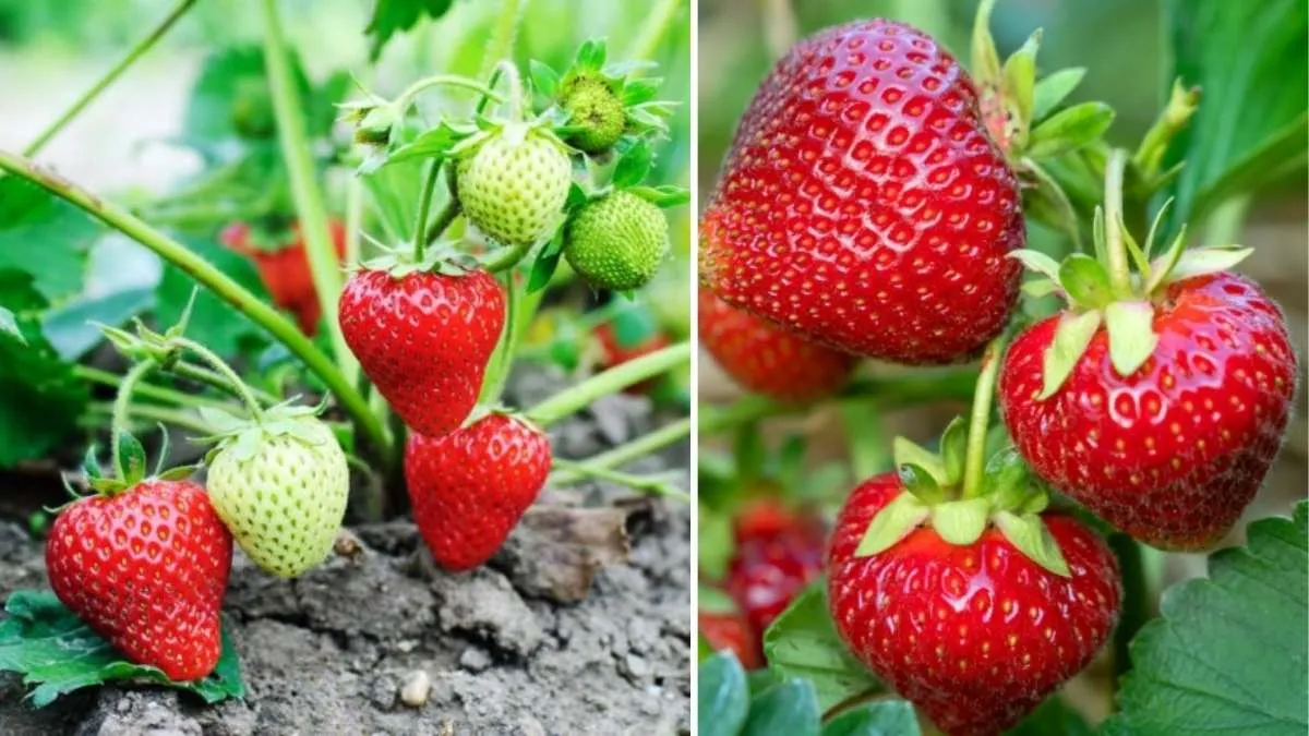 بهترین زمان کاشت توت فرنگی در پاییز (+نحوه کاشت) 2 بهترین زمان کاشت توت فرنگی در پاییز نحوه کاشت1