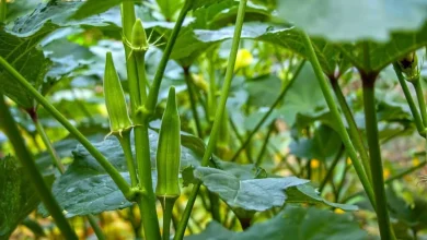 کاشت و برداشت بامیه به آسان ترین روش در منزل (فیلم) 4 کاشت و برداشت بامیه به آسان ترین روش در منزل