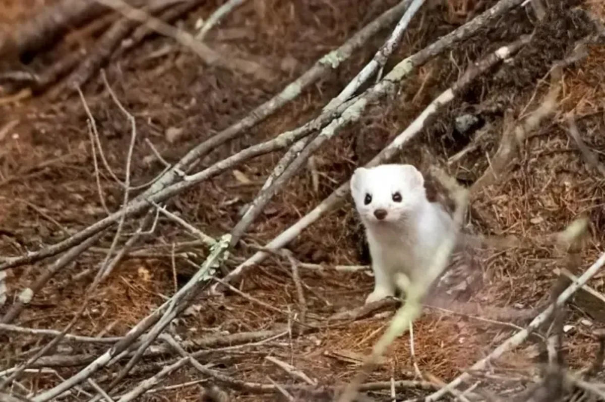 این حیوانات در زمستان «سفید» می شوند