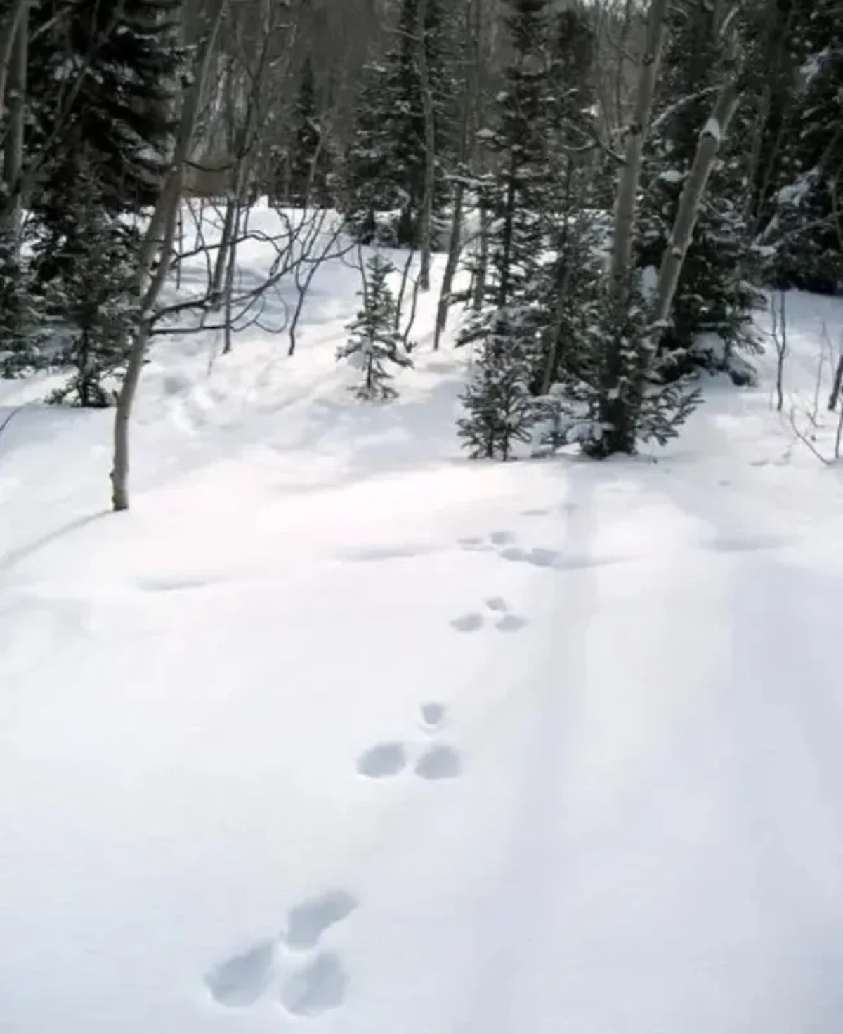 این حیوانات در زمستان «سفید» می شوند