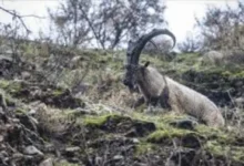 در به در دنبال بز کوهی