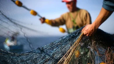 رکورد تولید ماهی در ترکیه