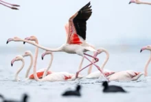 مناطق کم‌عمق ساحلی خلیج کوجائلی شرایط مناسبی برای تغذیه و زیست فلامینگوها فراهم کرده است