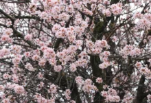 شکوفه‌های درختان بادام در تکیرداغ